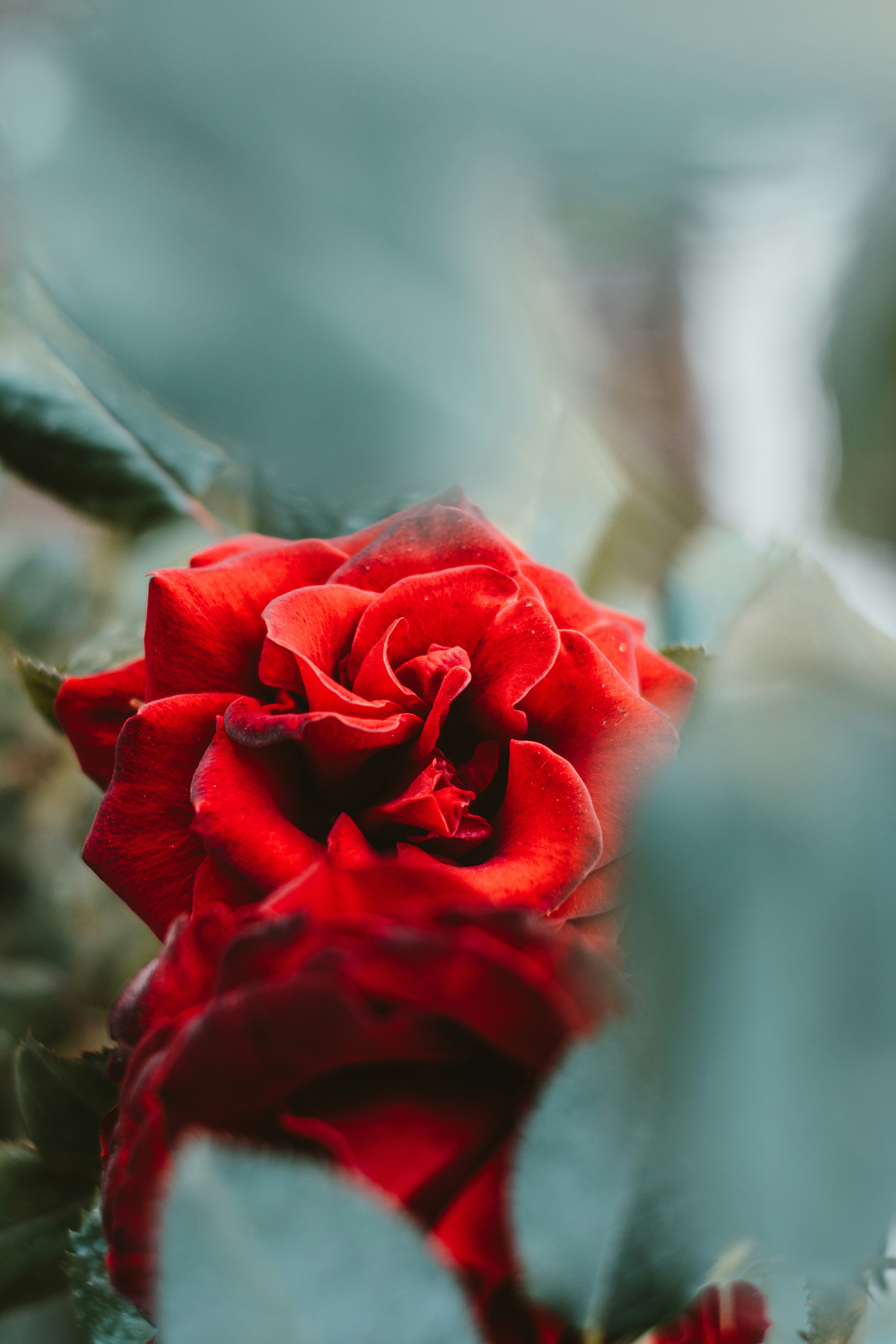 red rose in bloom during daytime